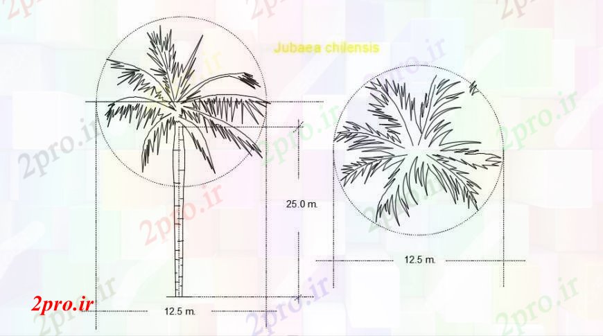 دانلود نقشه درختان و گیاهان Jubaea chilensis   درخت (کد104905)