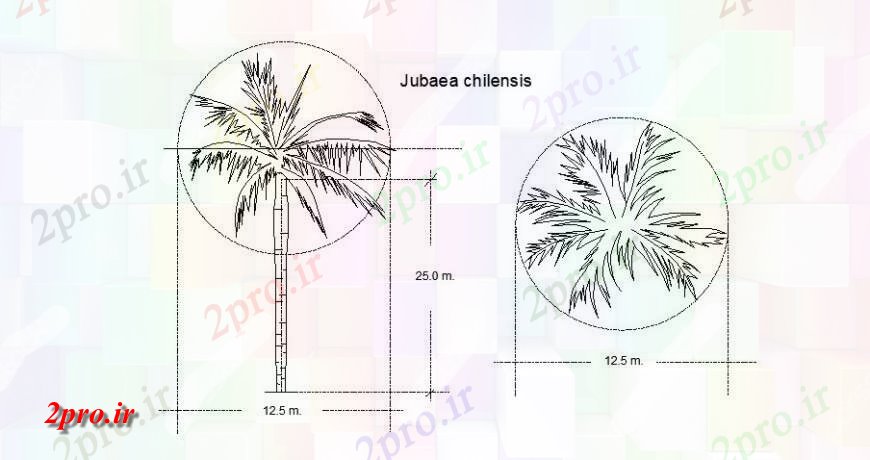 دانلود نقشه درختان و گیاهان پویا Jubaea chilensis بلوک گیاه درخت جزئیات (کد121875)