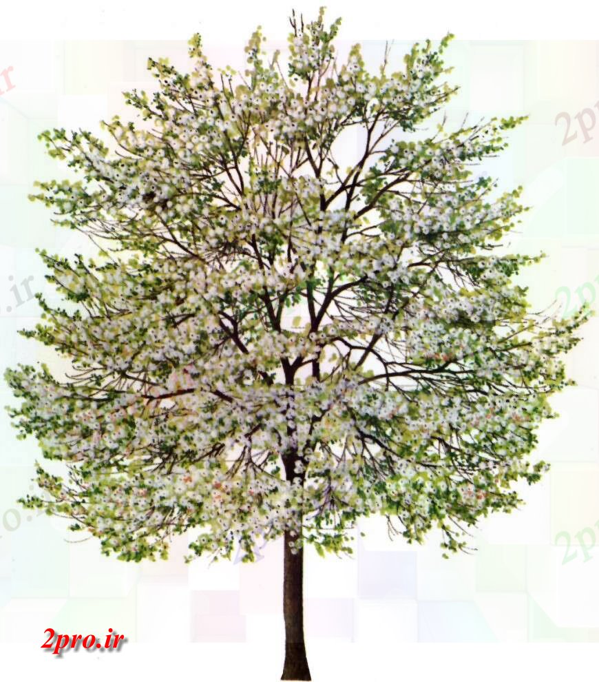 دانلود تری دی  درختان گل جزئیات مدل d عکس فایل کد  (کد24851)