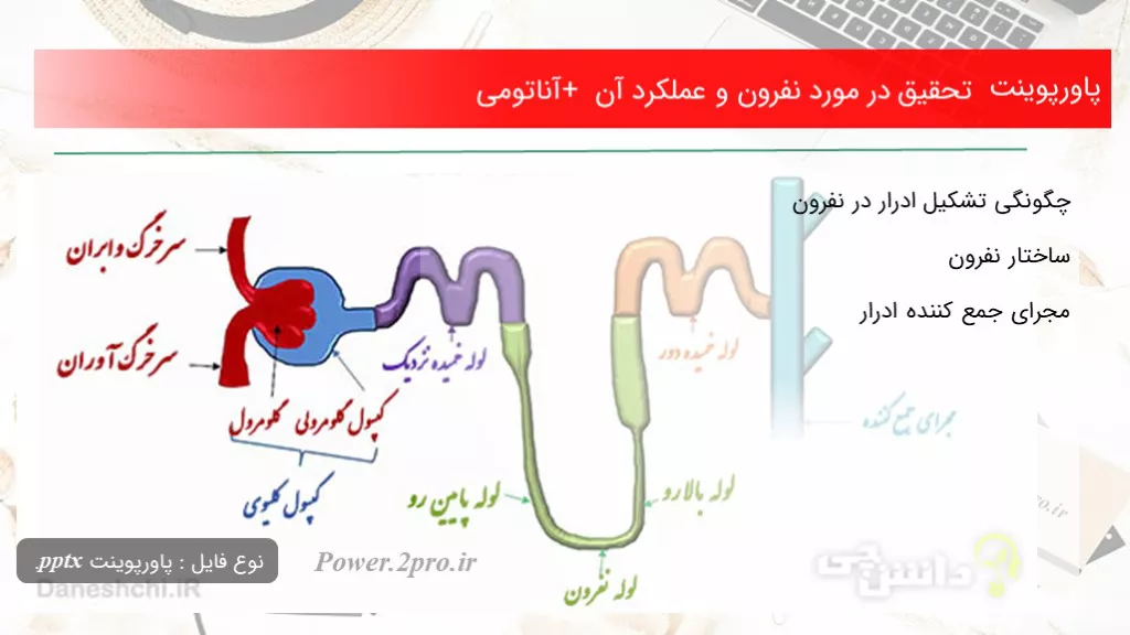 دانلود پاورپوینت تحقیق در مورد نفرون و عملکرد آن + آناتومی - کد100205