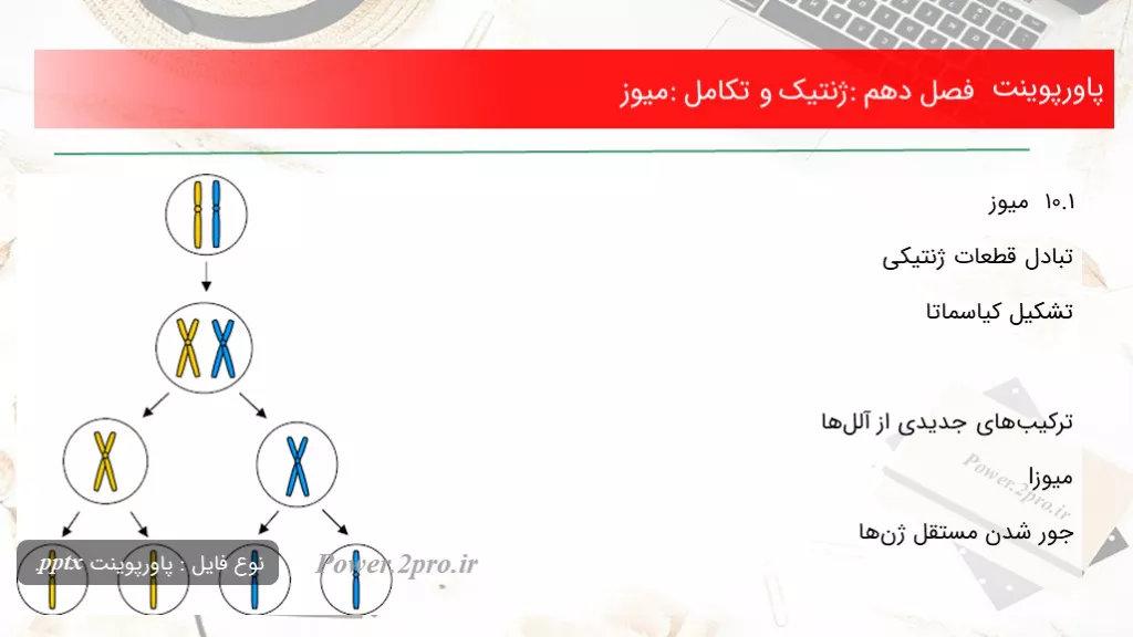 دانلود پاورپوینت فصل دهم: ژنتیک و تکامل: میوز - کد102359