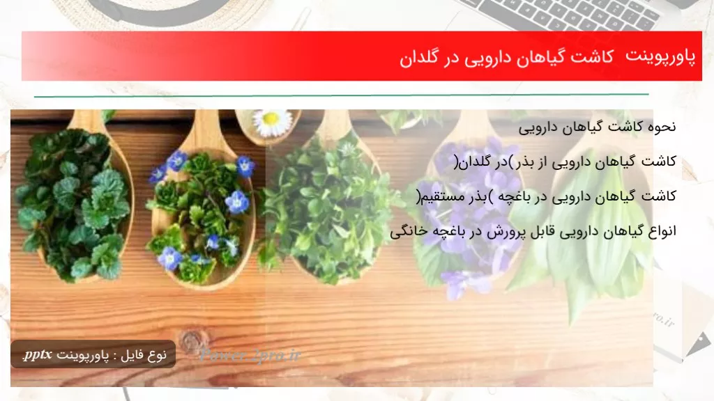 کاشت گیاهان دارویی در گلدان