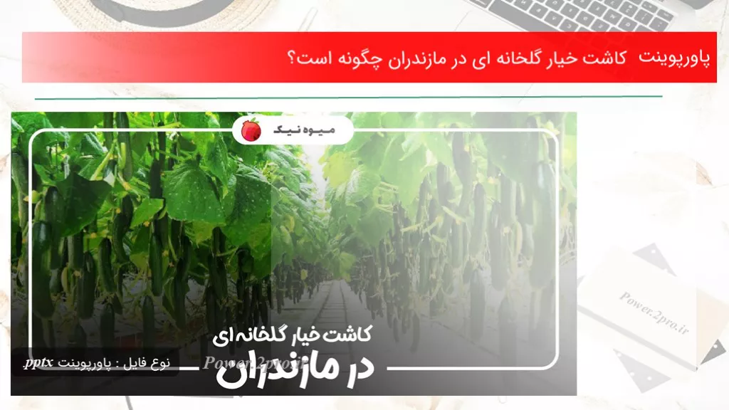 کاشت خیار گلخانه ای در مازندران چگونه است؟