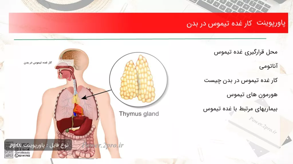 دانلود پاورپوینت کار غده تیموس در بدن - کد106883