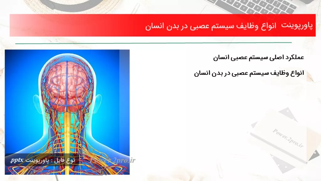 انواع وظایف سیستم عصبی در بدن انسان