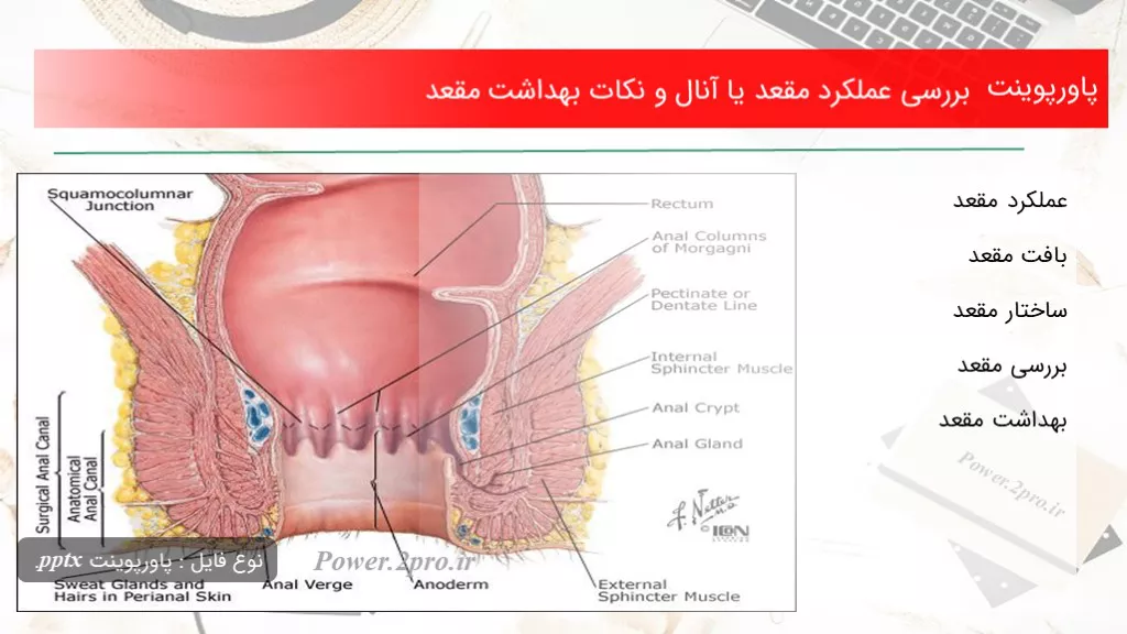 دانلود پاورپوینت بررسی عملکرد مقعد یا آنال و نکات بهداشت مقعد - کد109941