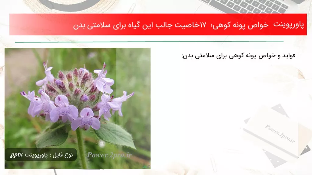 خواص پونه کوهی؛ 17 خاصیت جالب این گیاه برای سلامتی بدن