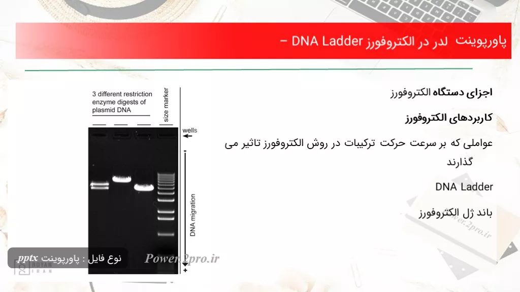 لدر در الکتروفورز – DNA Ladder