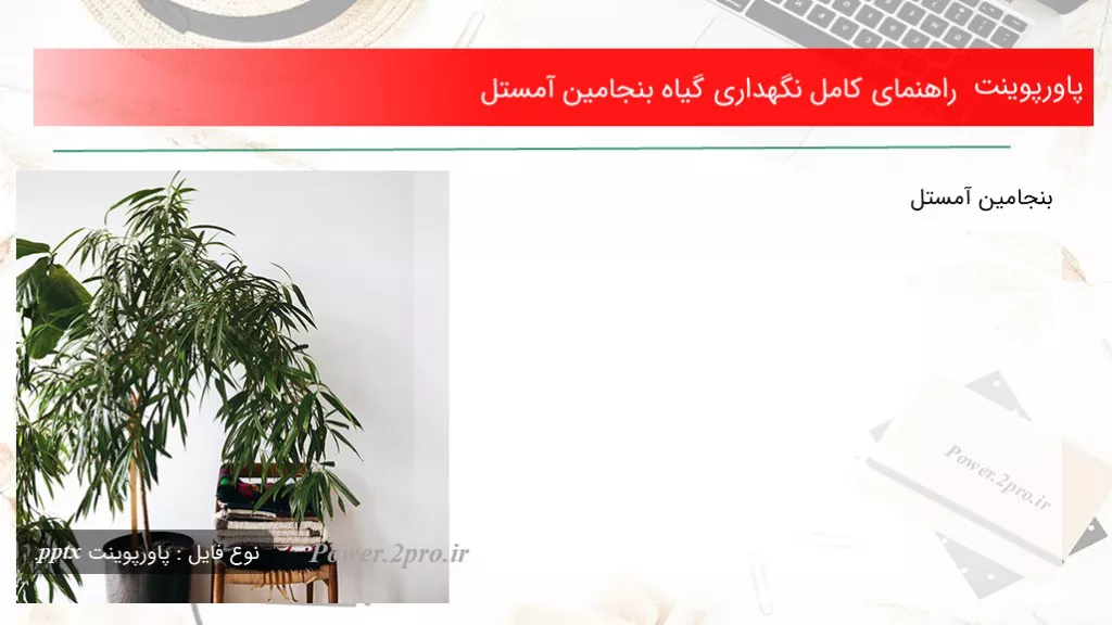 دانلود پاورپوینت راهنمای کامل نگهداری گیاه بنجامین آمستل - کد115152