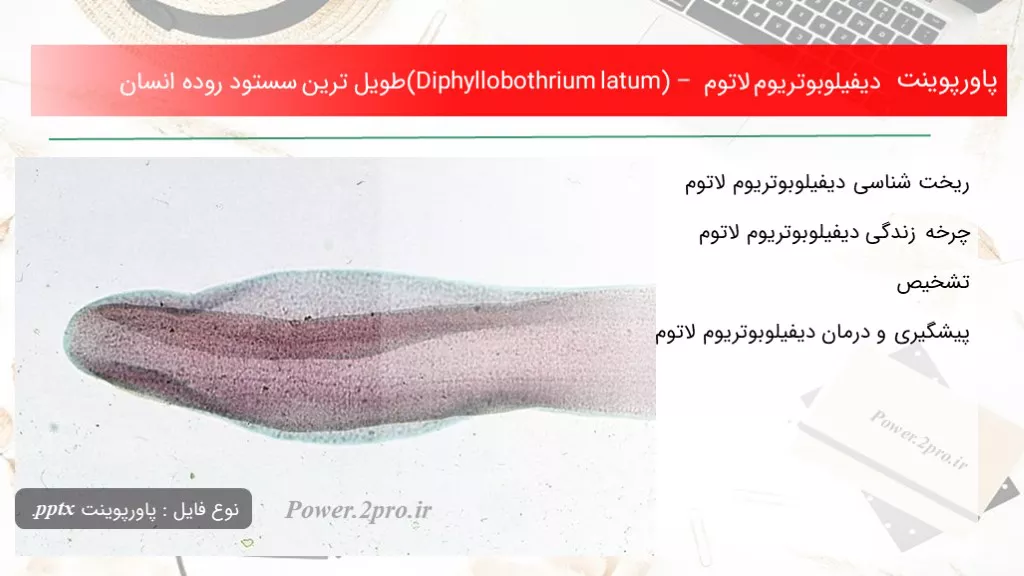 دیفیلوبوتریوم لاتوم (Diphyllobothrium latum) – طویل ترین سستود روده انسان