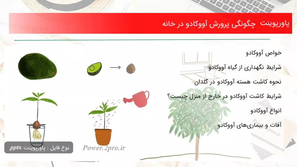 دانلود پاورپوینت نحوی پرورش آووکادو در خانه - کد117398