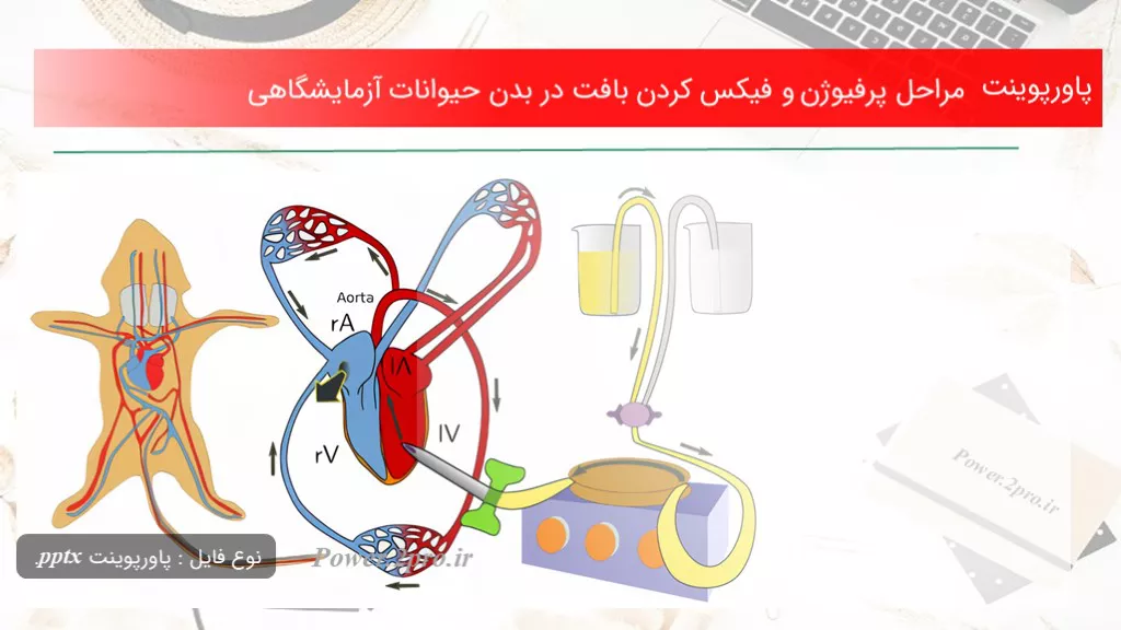 دانلود پاورپوینت مراحل پرفیوژن و فیکس کردن بافت در بدن حیوانات آزمایشگاهی - کد117780