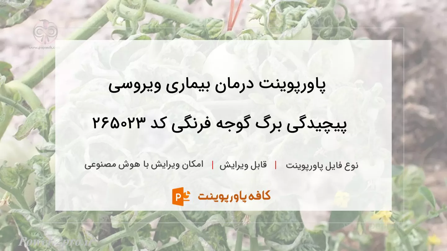 درمان بیماری ویروسی پیچیدگی برگ گوجه فرنگی