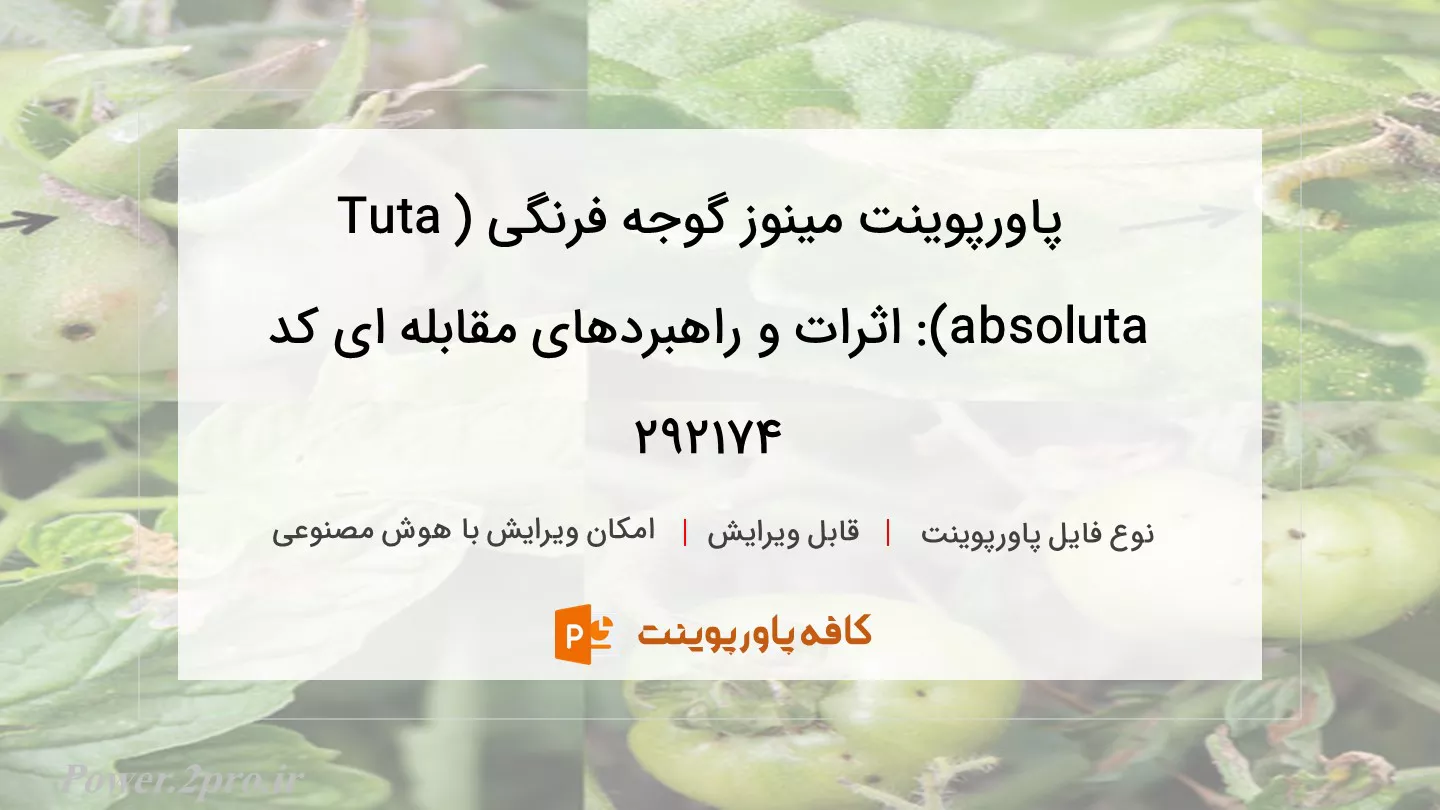 دانلود پاورپوینت مینوز گوجه فرنگی (Tuta absoluta): اثرات و راهبردهای مقابله ای کد 292174