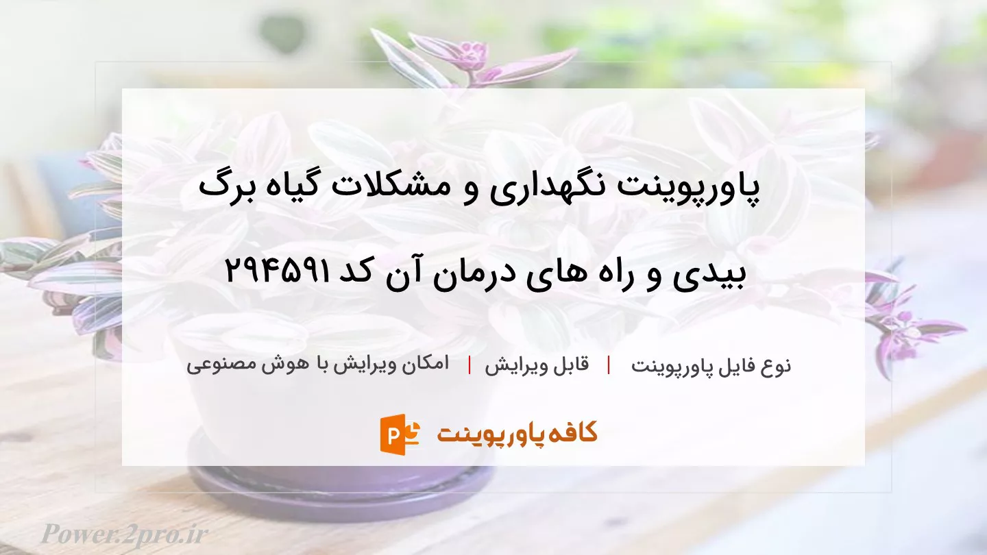 دانلود پاورپوینت نگهداری و مشکلات گیاه برگ بیدی و راه های درمان آن کد 294591