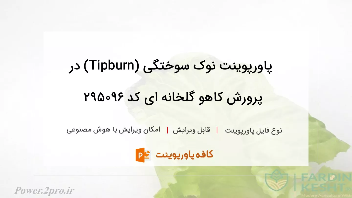 دانلود پاورپوینت نوک سوختگی (Tipburn) در پرورش کاهو گلخانه ­ای کد 295096