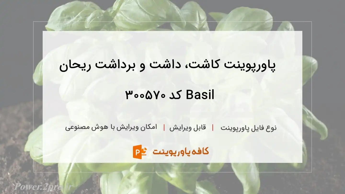 دانلود پاورپوینت کاشت، داشت و برداشت ریحان Basil کد 300570