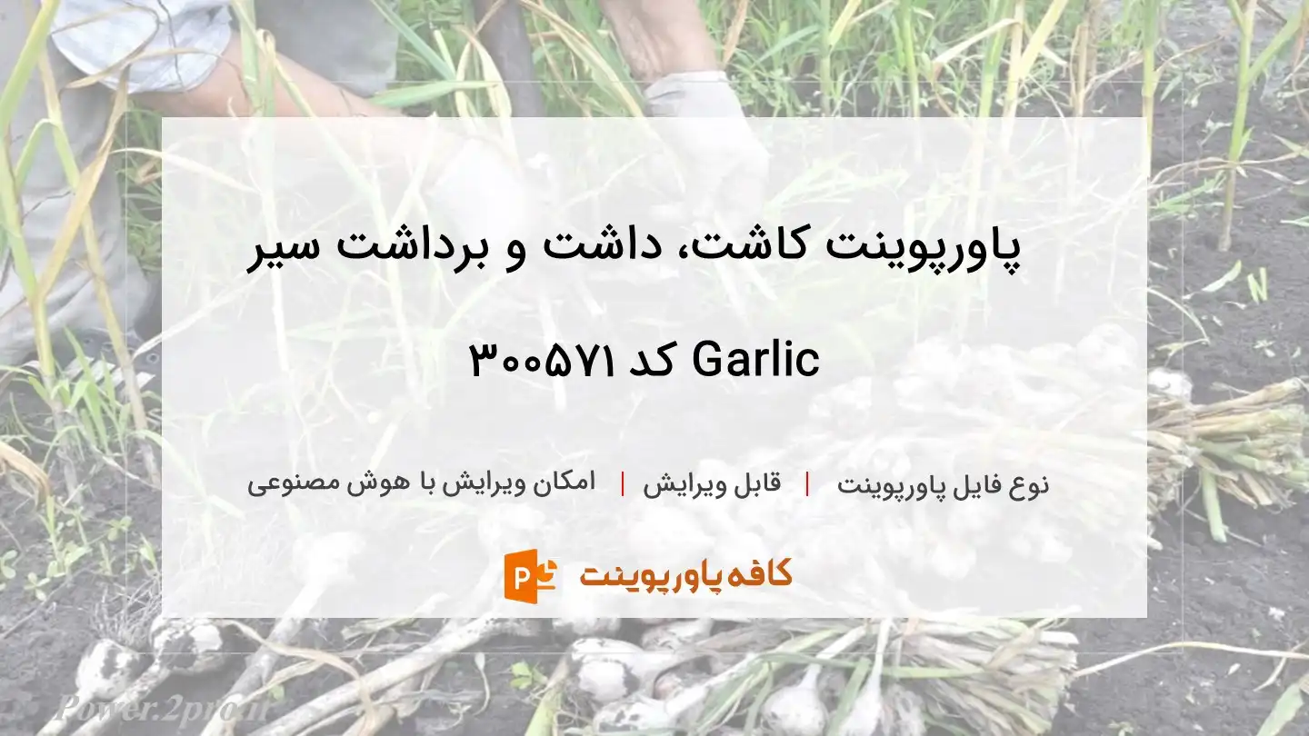 دانلود پاورپوینت کاشت، داشت و برداشت سیر Garlic کد 300571