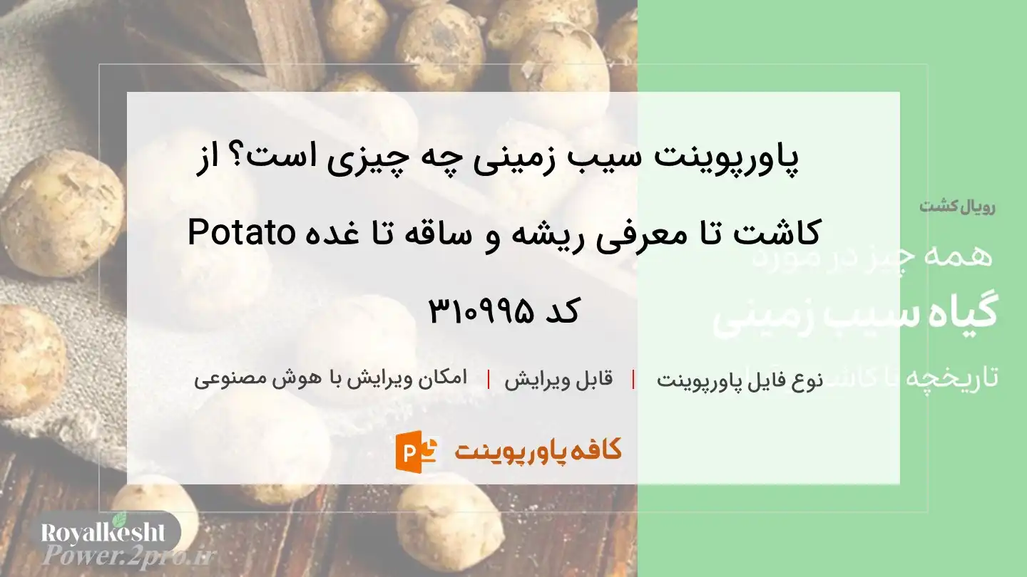 دانلود پاورپوینت سیب زمینی چه چیزی است؟ از کاشت تا معرفی ریشه و ساقه تا غده Potato کد 310995