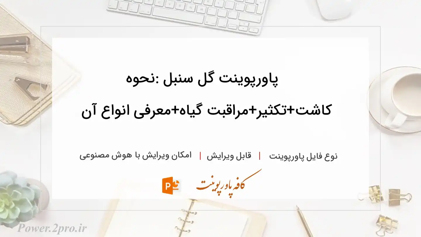  دانلود پاورپوینت گل سنبل :نحوه کاشت+تکثیر+مراقبت گیاه+معرفی انواع آن